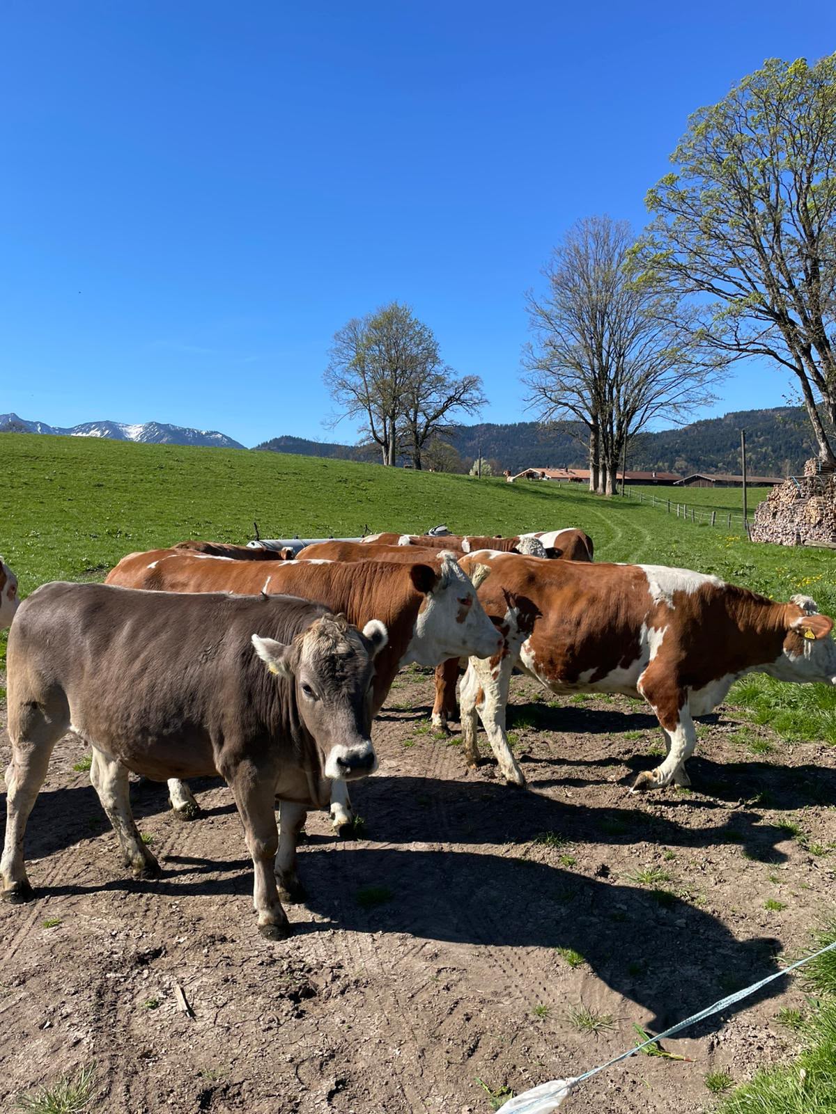 Unsere Kühe auf der Weide – Miesbacher Fleckvieh vor Bergpanorama
