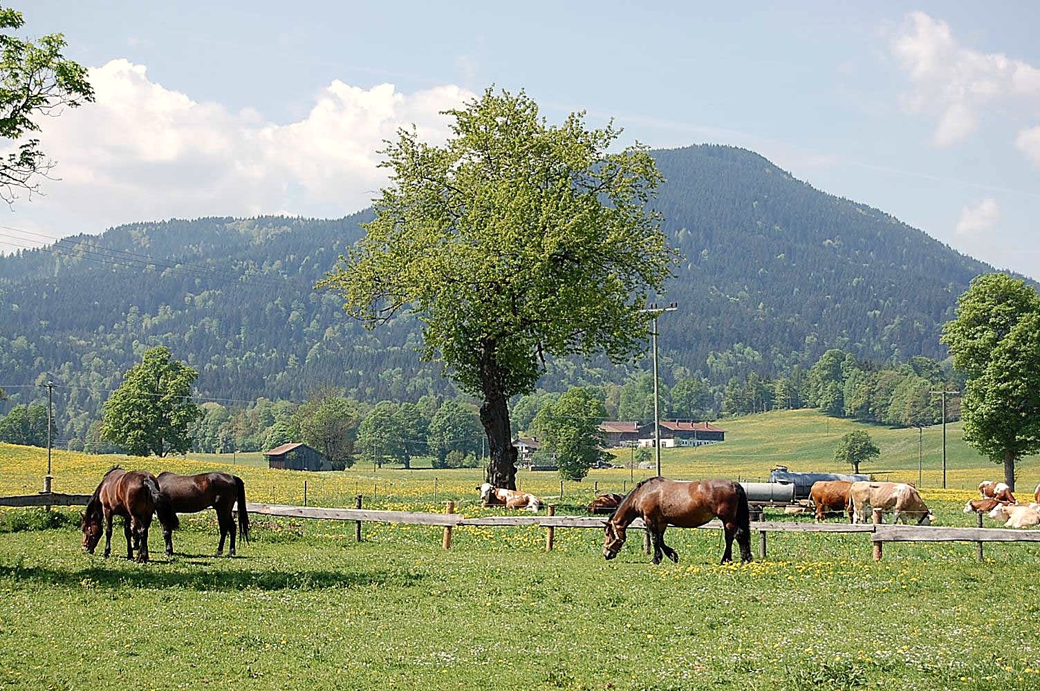 Pferde auf der Weide im Leitzachtal